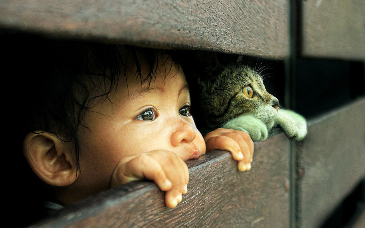 Kid and Cat wallpaper 1280x800