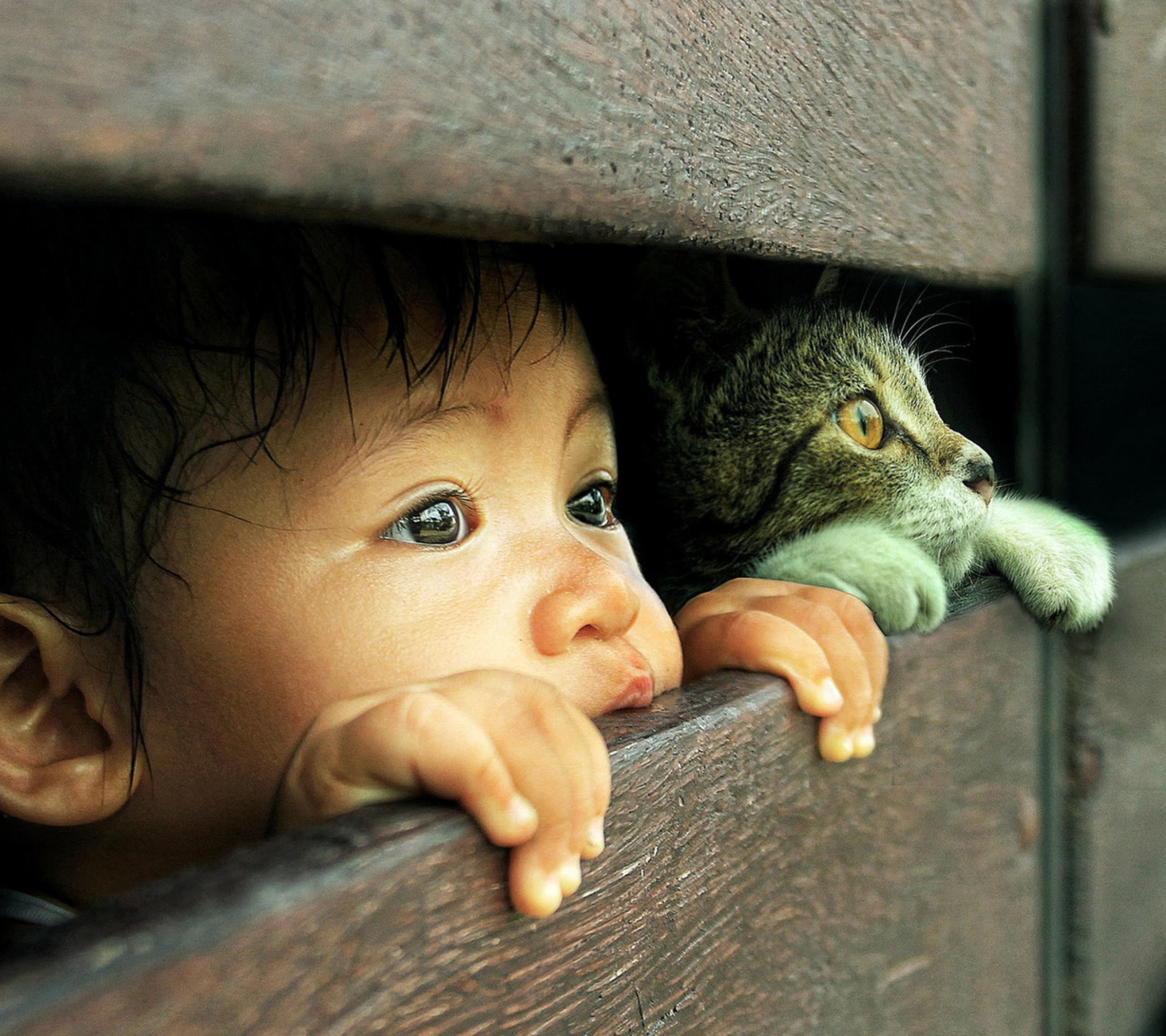 Fondo de pantalla Kid and Cat 1440x1280