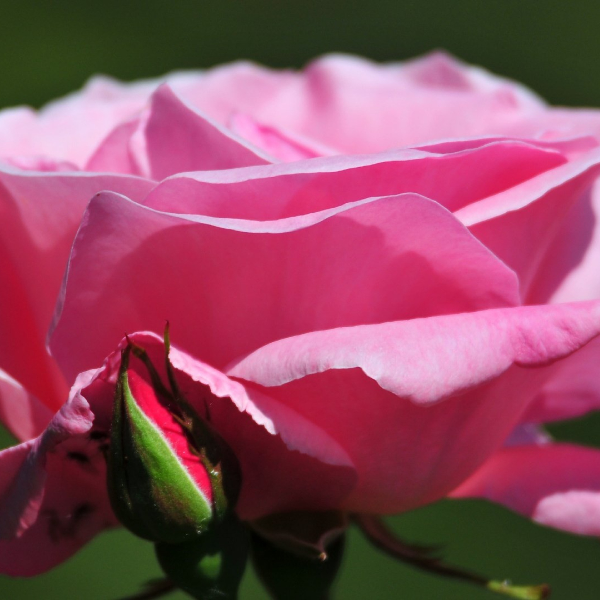 Fondo de pantalla Pink Rose Petals 2048x2048
