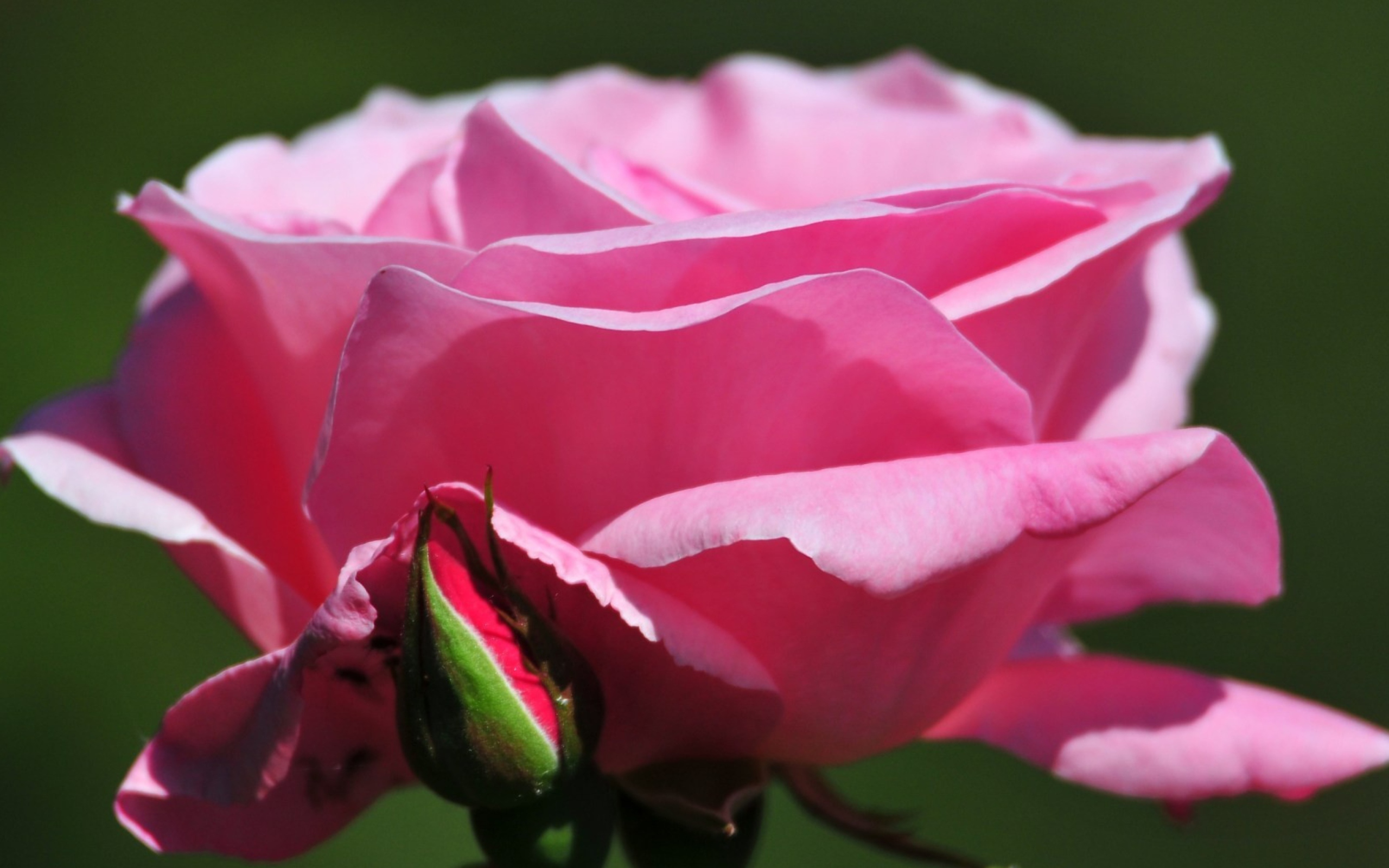 Fondo de pantalla Pink Rose Petals 2560x1600