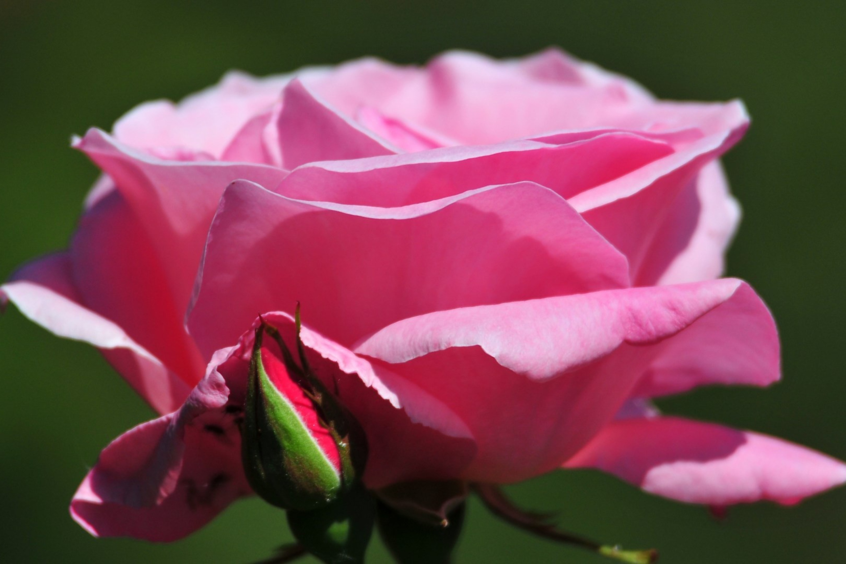 Screenshot №1 pro téma Pink Rose Petals 2880x1920