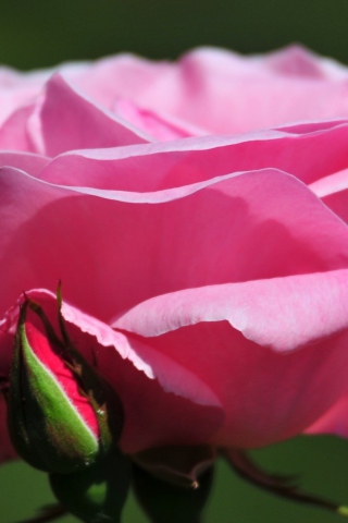 Pink Rose Petals screenshot #1 320x480