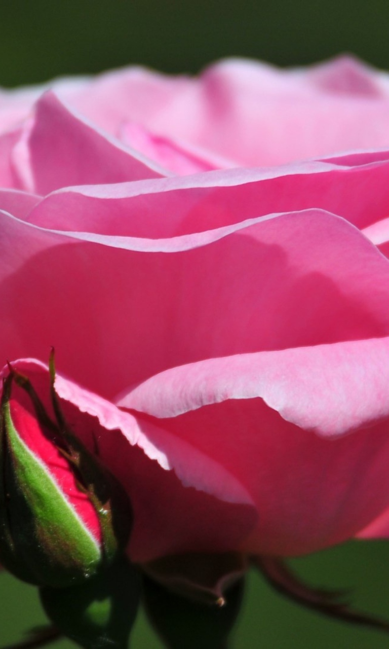 Screenshot №1 pro téma Pink Rose Petals 768x1280