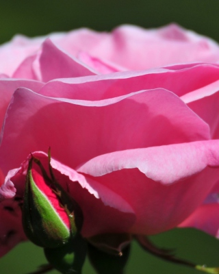 Pink Rose Petals - Obrázkek zdarma pro Nokia Asha 305