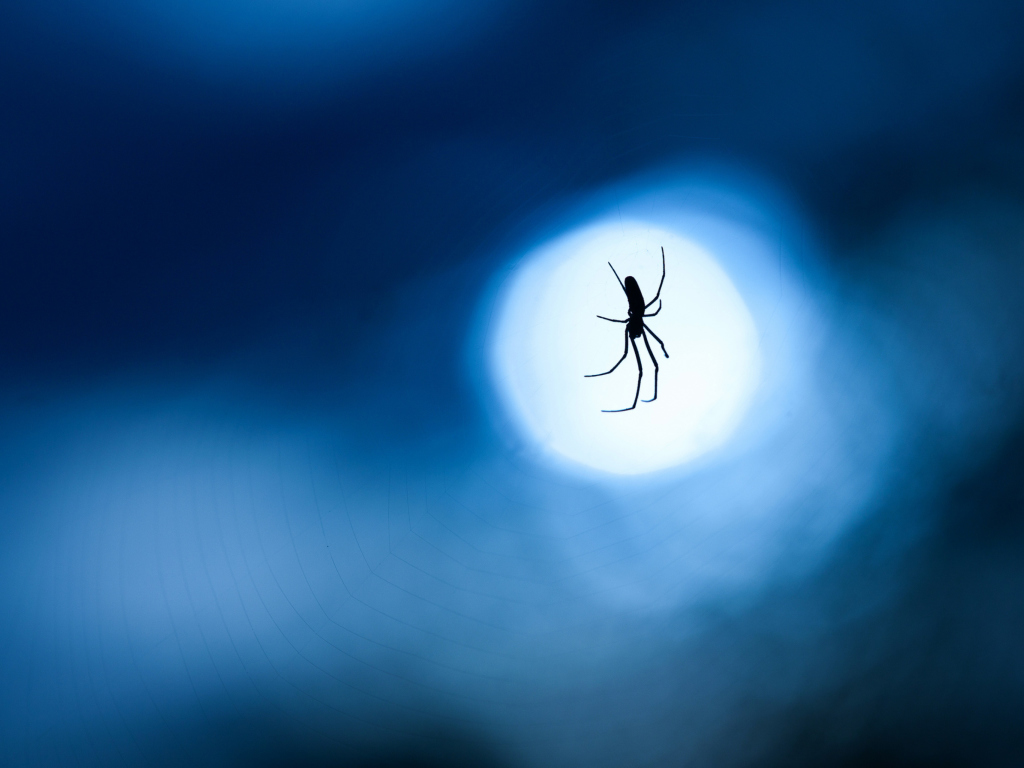 Das Spider In Moonlight Wallpaper 1024x768
