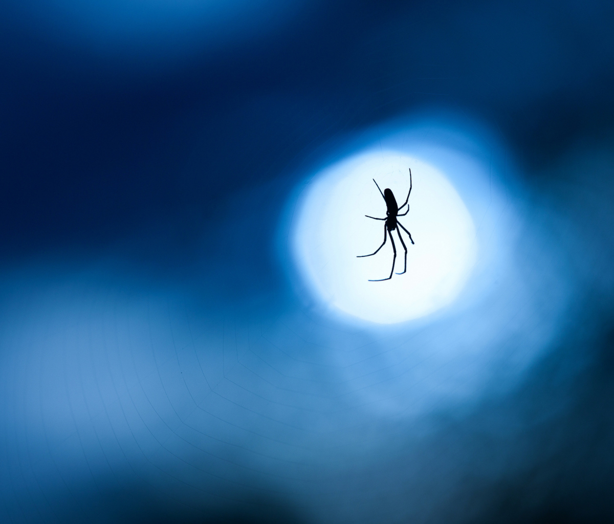 Screenshot №1 pro téma Spider In Moonlight 1200x1024