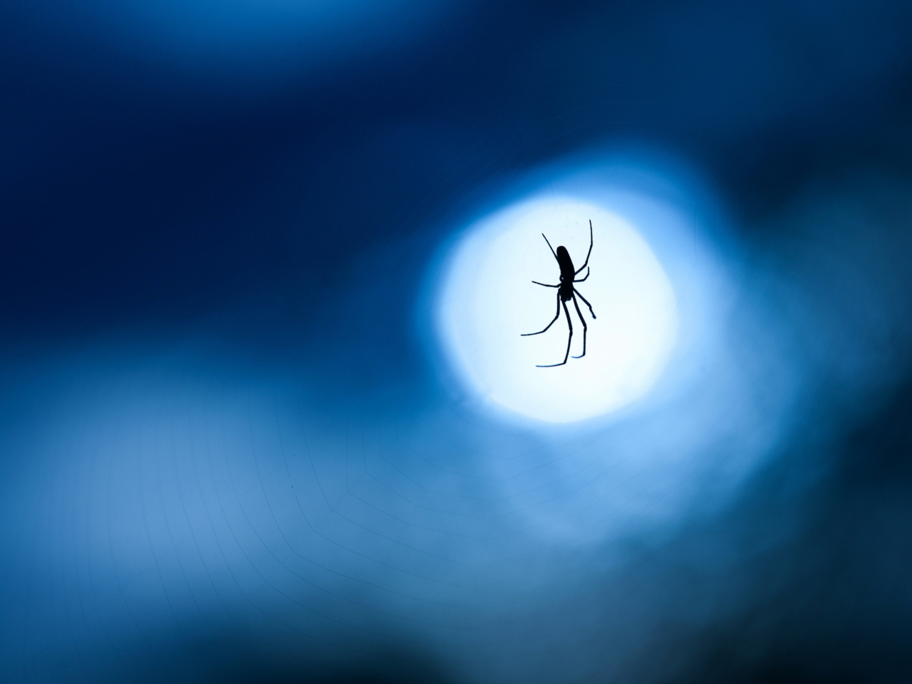 Fondo de pantalla Spider In Moonlight 1280x960