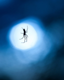 Screenshot №1 pro téma Spider In Moonlight 128x160