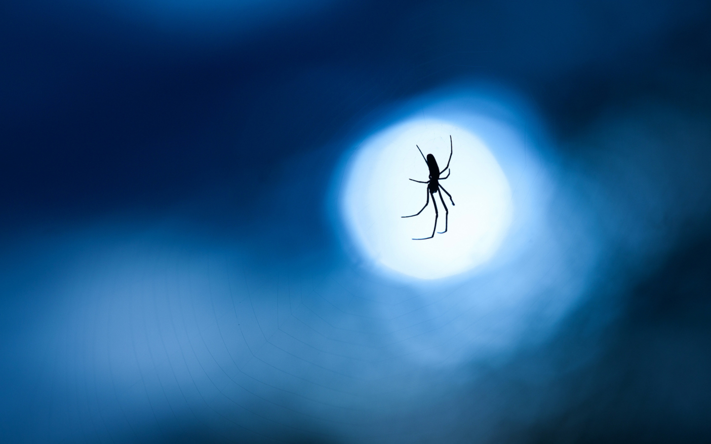 Sfondi Spider In Moonlight 1440x900