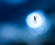Обои Spider In Moonlight 176x144