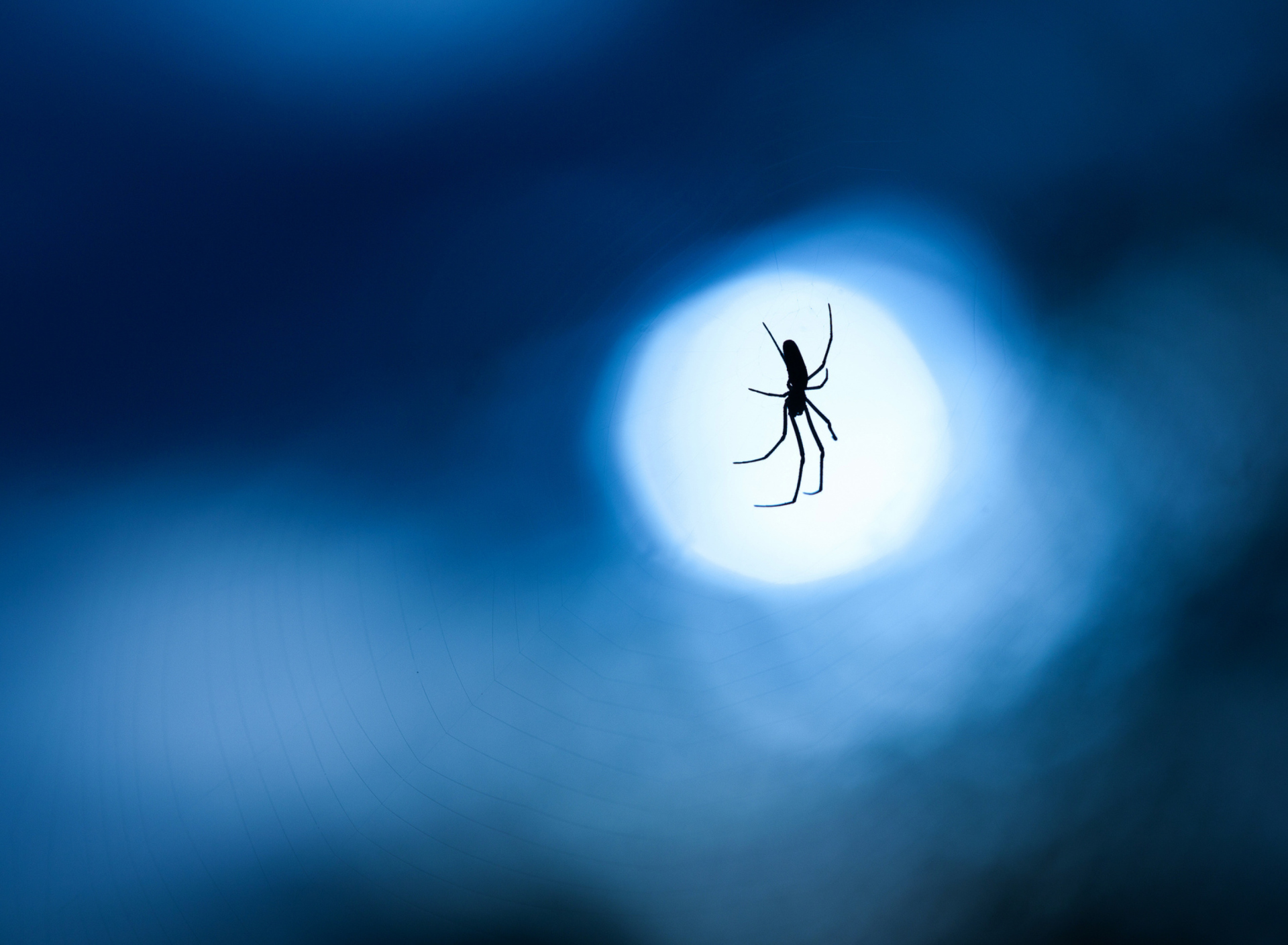 Screenshot №1 pro téma Spider In Moonlight 1920x1408