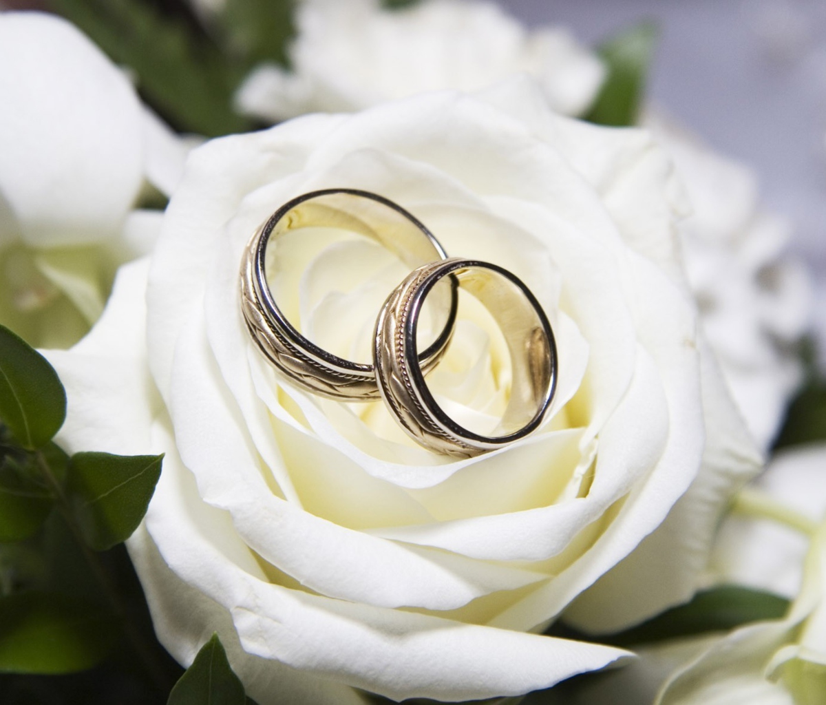Das Wedding Rings And White Rose Wallpaper 1200x1024