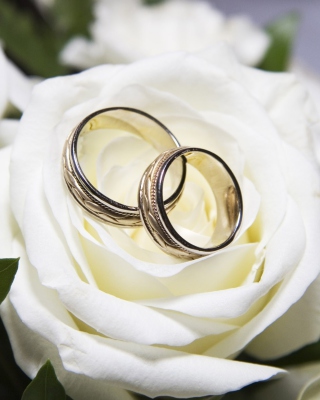 Kostenloses Wedding Rings And White Rose Wallpaper für iPhone 6 Plus