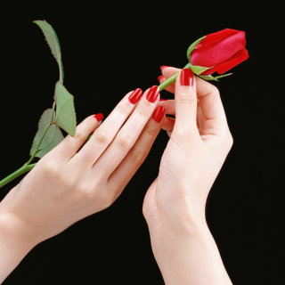 Flowers Hands Roses - Obrázkek zdarma pro 2048x2048