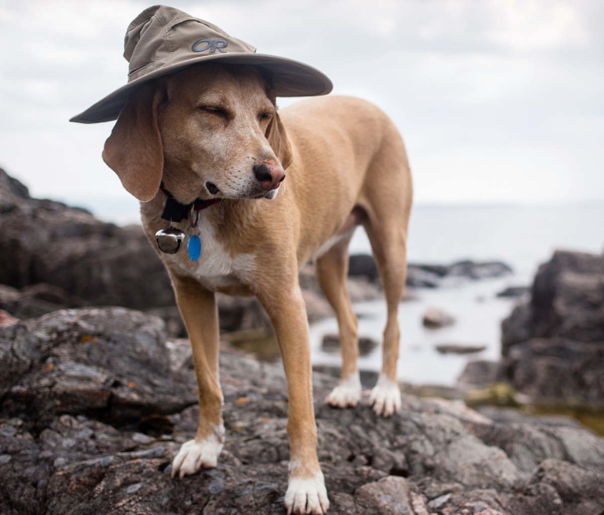 Fondo de pantalla Dog In Funny Wizard Style Hat 1200x1024