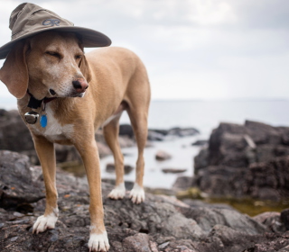 Kostenloses Dog In Funny Wizard Style Hat Wallpaper für iPad mini