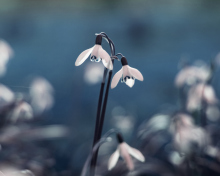 First Spring Flowers Snowdrops wallpaper 220x176