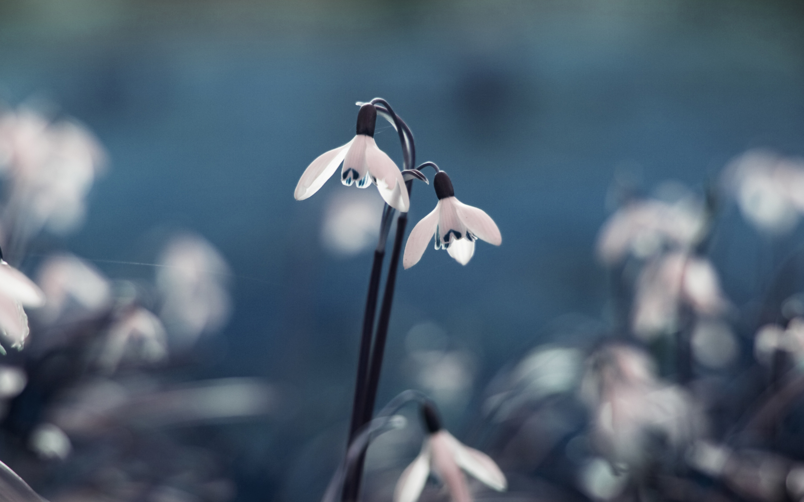 First Spring Flowers Snowdrops wallpaper 2560x1600