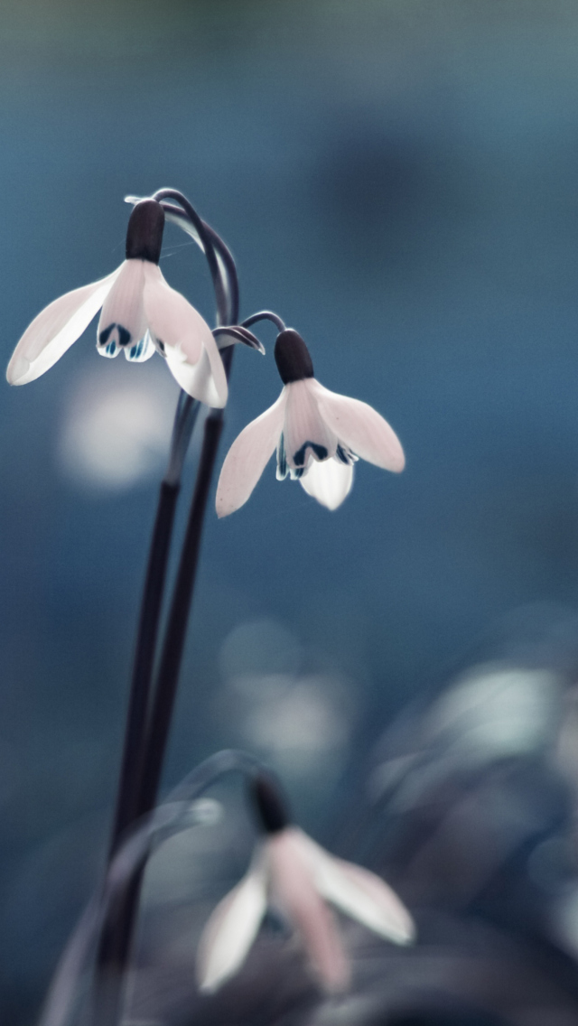 Screenshot №1 pro téma First Spring Flowers Snowdrops 640x1136