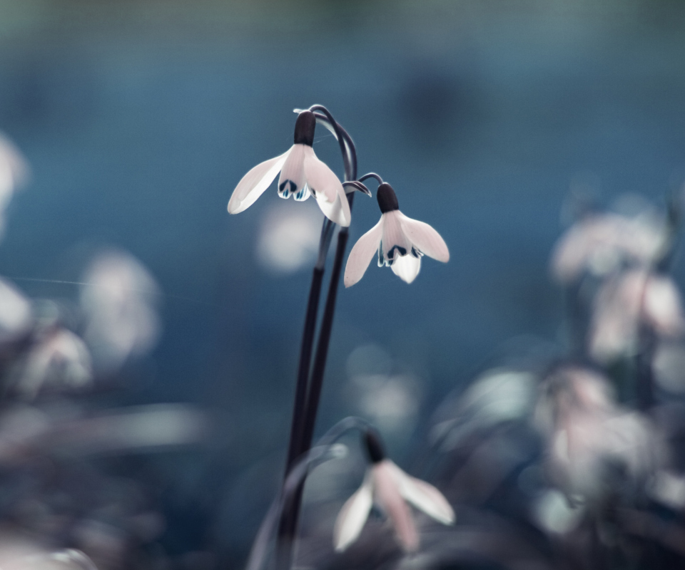 First Spring Flowers Snowdrops screenshot #1 960x800