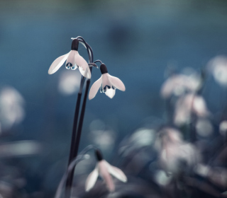 First Spring Flowers Snowdrops - Obrázkek zdarma pro 1024x1024