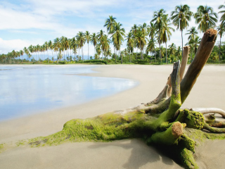 Sfondi Palms On Island 320x240