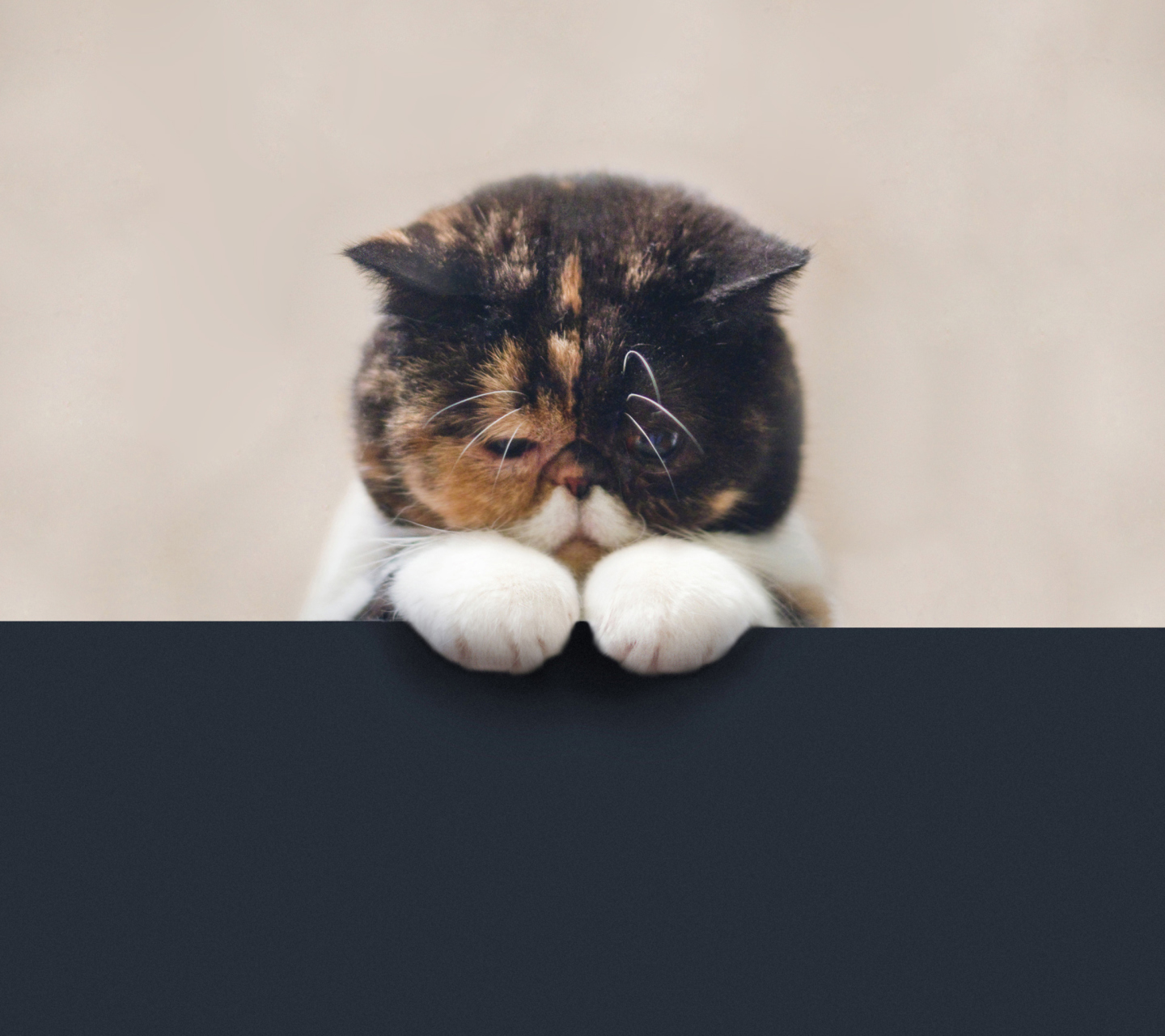 Screenshot №1 pro téma Sad Cat 1440x1280