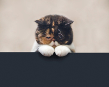 Sad Cat wallpaper 220x176