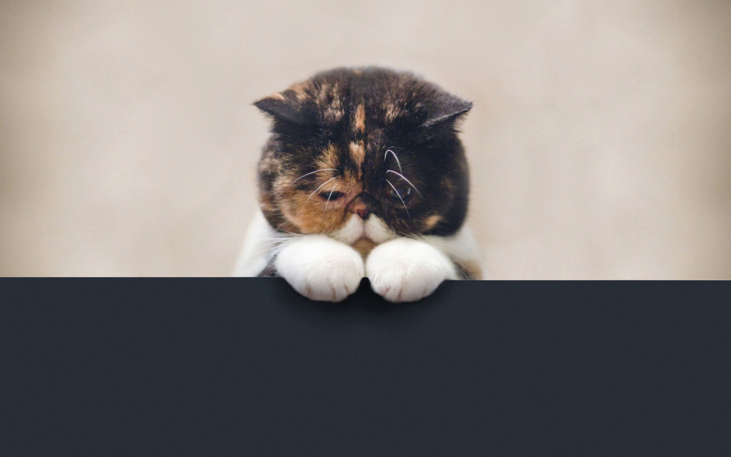 Sad Cat wallpaper 2560x1600