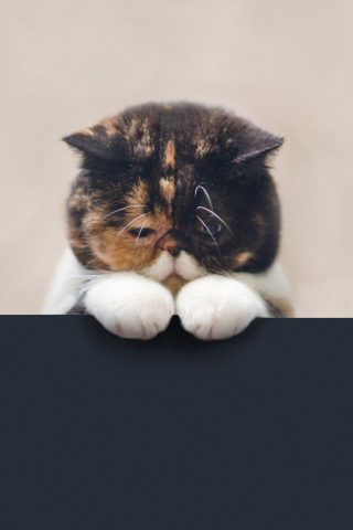 Fondo de pantalla Sad Cat 320x480