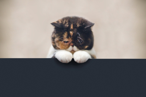 Sad Cat wallpaper 480x320