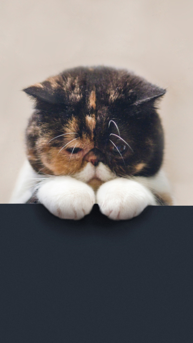 Fondo de pantalla Sad Cat 640x1136
