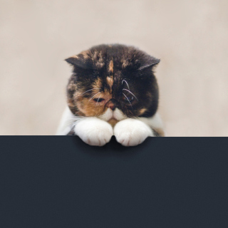 Kostenloses Sad Cat Wallpaper für 2048x2048