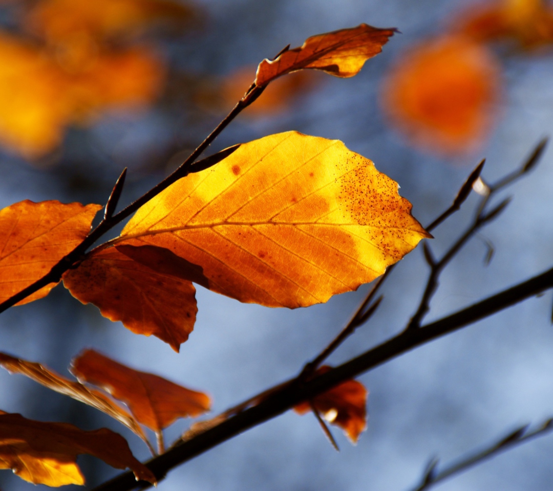 Sfondi Golden Leaves 1080x960