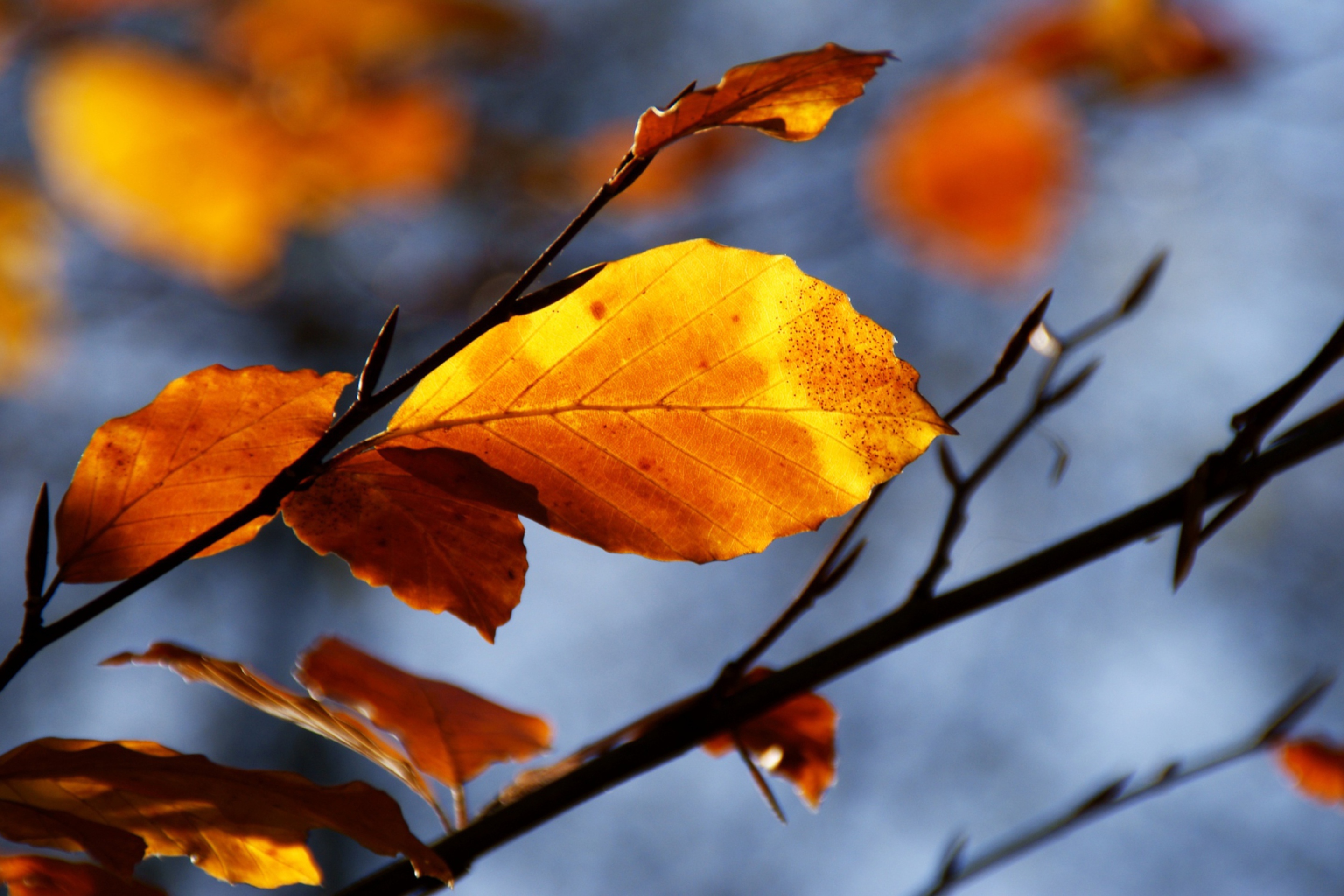 Screenshot №1 pro téma Golden Leaves 2880x1920