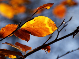 Screenshot №1 pro téma Golden Leaves 320x240