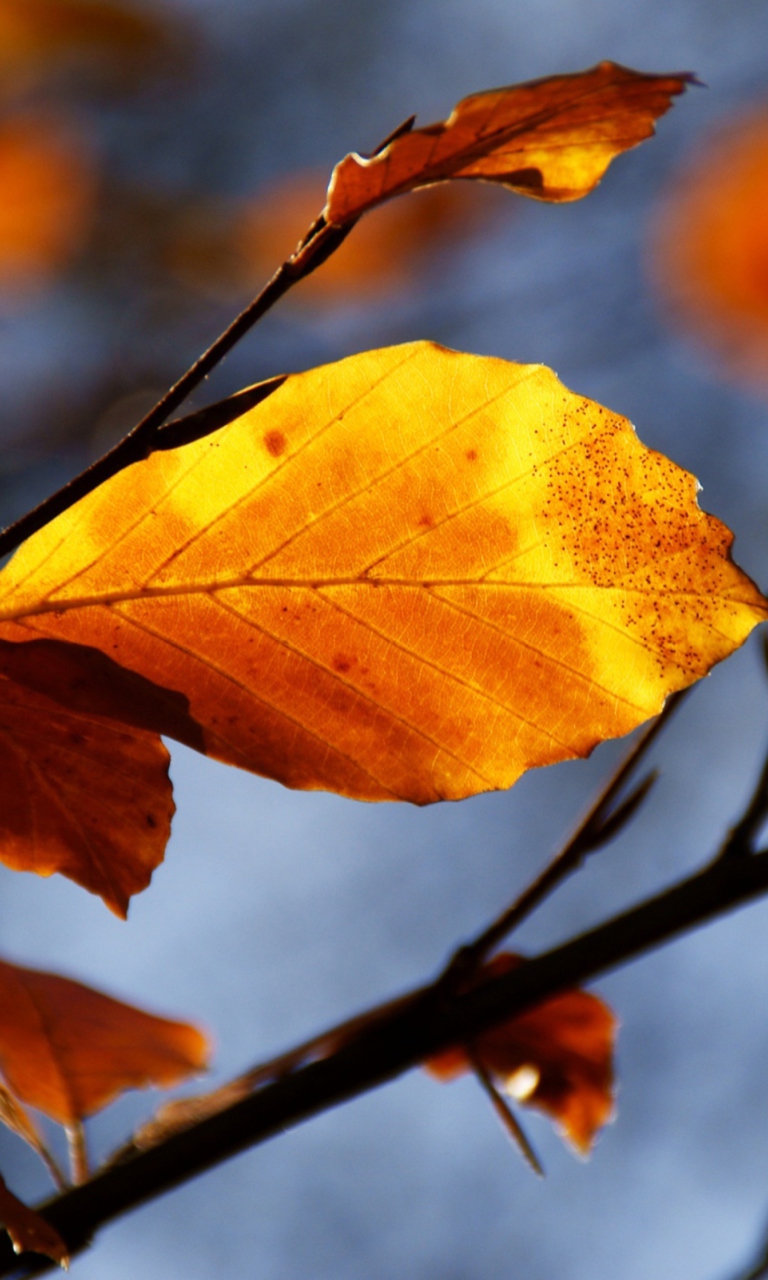 Fondo de pantalla Golden Leaves 768x1280