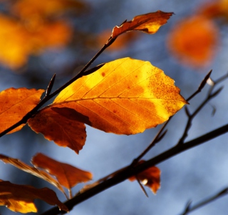 Golden Leaves - Obrázkek zdarma pro iPad mini