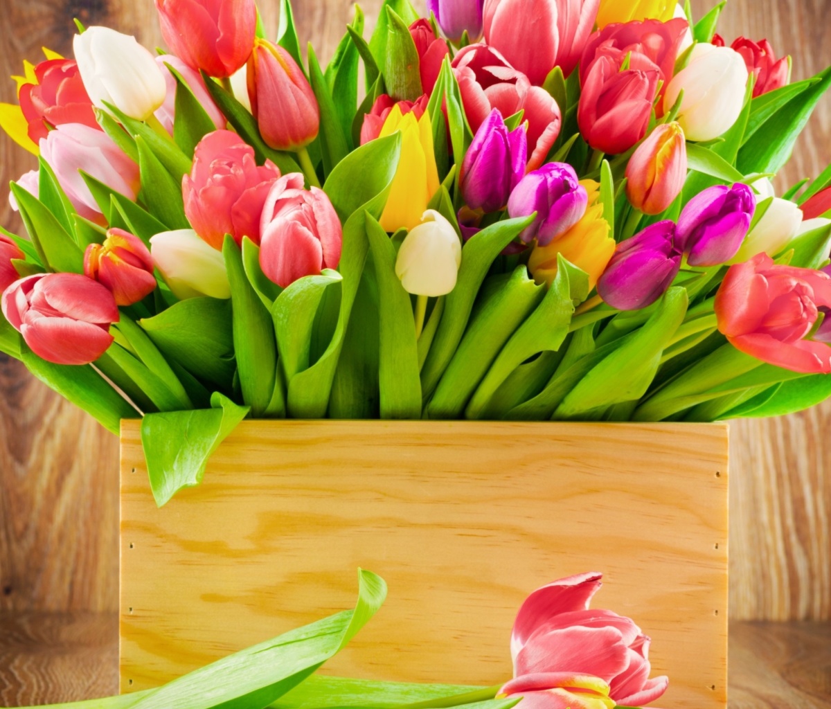 Обои Bunch of tulips 1200x1024