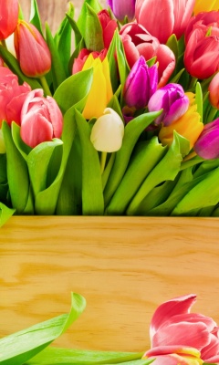 Fondo de pantalla Bunch of tulips 240x400