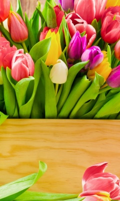 Обои Bunch of tulips 240x400