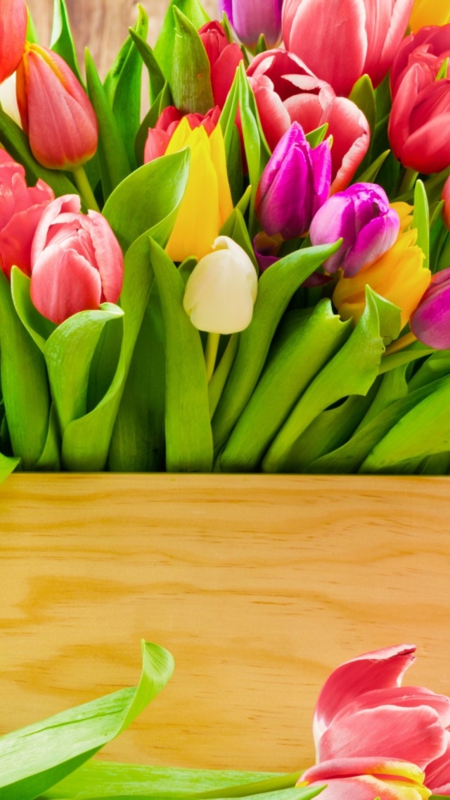 Bunch of tulips wallpaper 640x1136