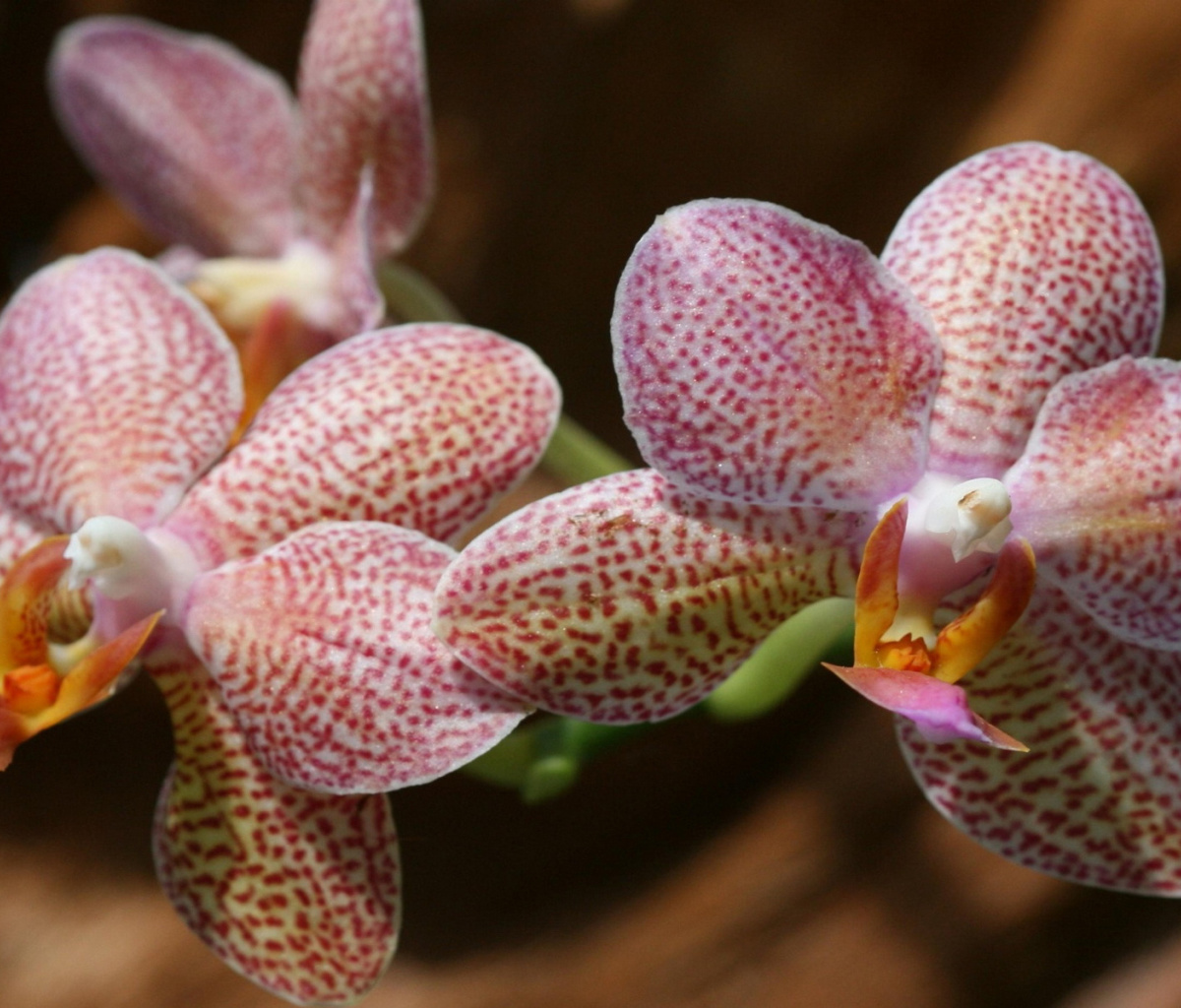 Обои Amazing Orchids 1200x1024