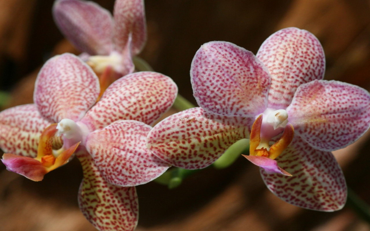 Fondo de pantalla Amazing Orchids 1280x800