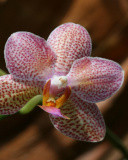 Fondo de pantalla Amazing Orchids 128x160