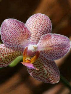 Amazing Orchids wallpaper 240x320