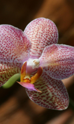 Screenshot №1 pro téma Amazing Orchids 240x400