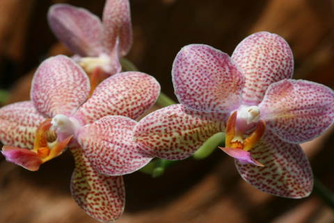 Fondo de pantalla Amazing Orchids 480x320