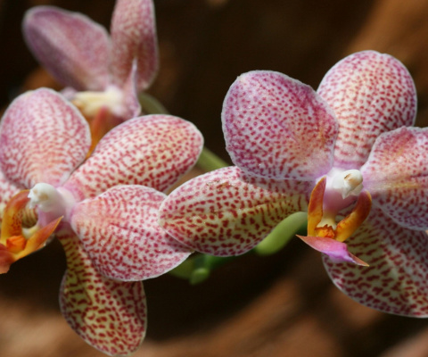 Amazing Orchids wallpaper 480x400