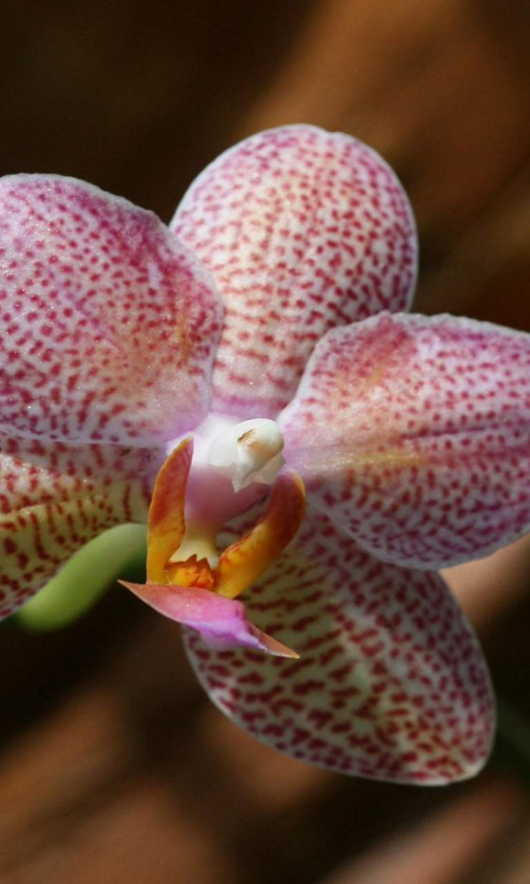 Обои Amazing Orchids 768x1280